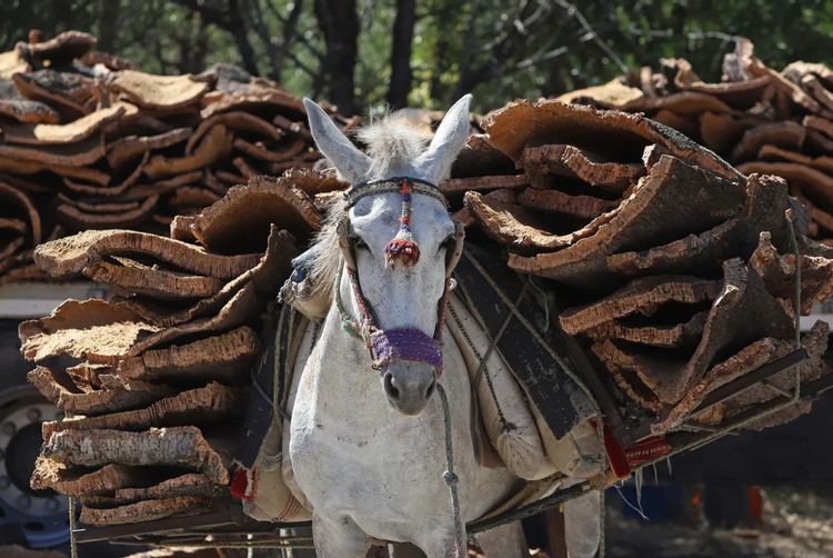 AZZ Hoteles | Sevilla | 5