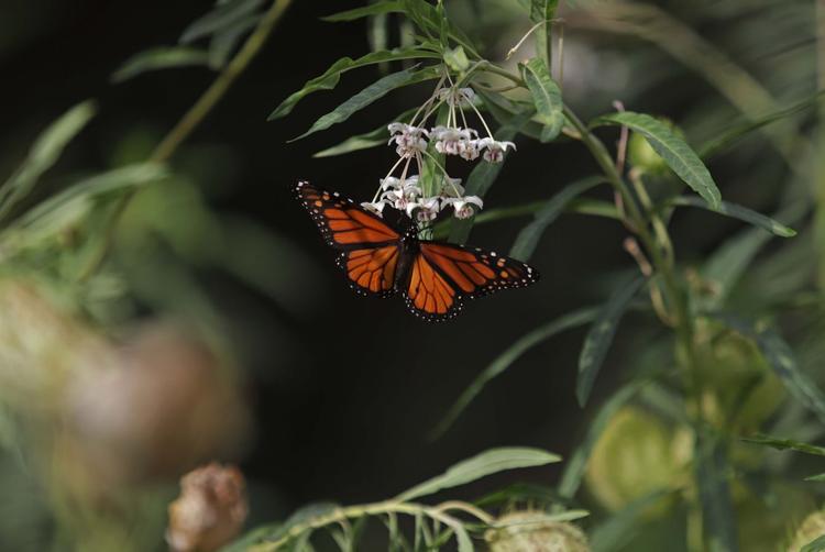 AZZ Hoteles | Sevilla | 4